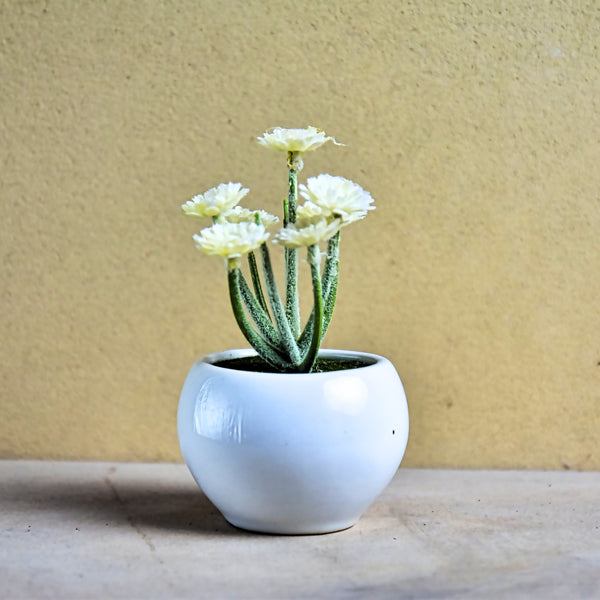 Artificial Succulent B