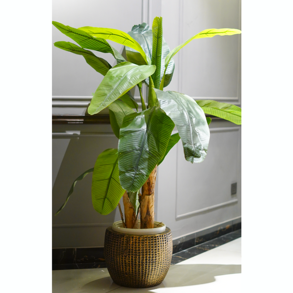 Banana Palm Double Stem