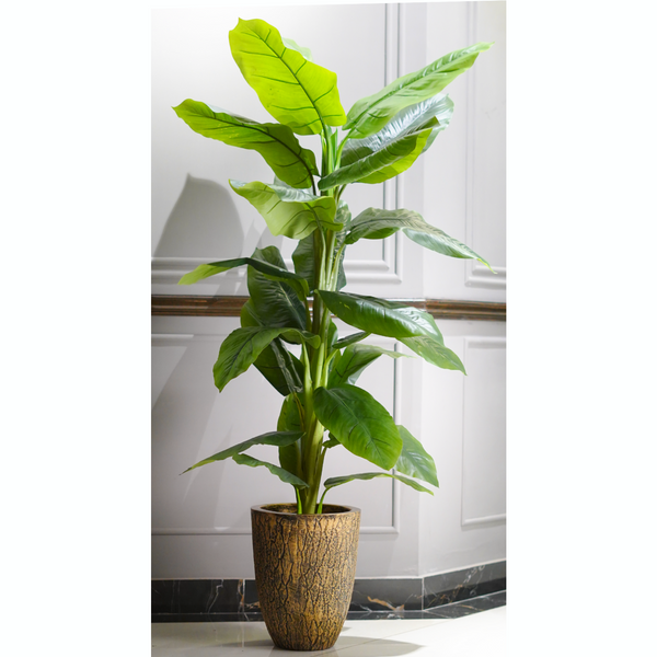 Banana Palm Tall