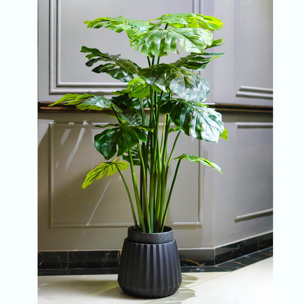 Monstera Plant
