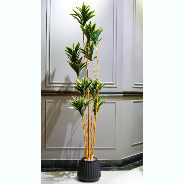 Balsam Plant