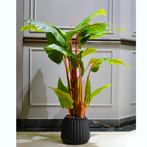Elephant Ear Plant