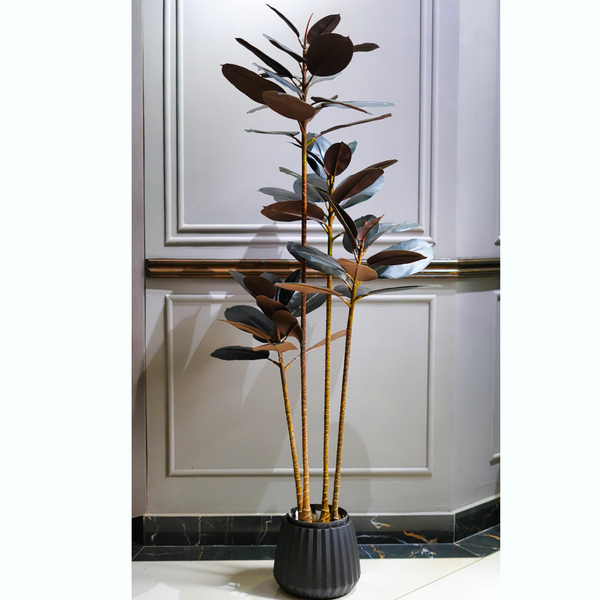 Magnolia Plant